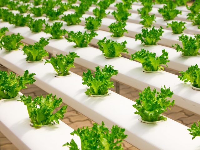 What Are Hydroponics?